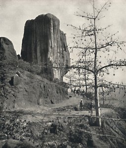 Puuvillapuu Bombax malabaricum kypsillä siemenillä, 1926 tekijältä Unbekannt
