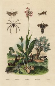 Mehiläisorkidea, Ophrys apifera 1, apinaorkidea, Orchis simia 2, ruosteinen koi, Orgyia antiqua 3, 20 plume koi, Alucita hexadactyla 4 ja Oribata geniculata punkki 5 tekijältä Unbekannt