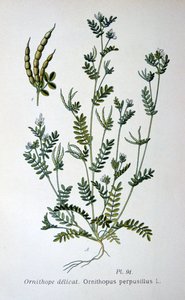 Linnunjalka, 1893 tekijältä Unbekannt