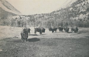 Biisoni, 1916 tekijältä Unbekannt