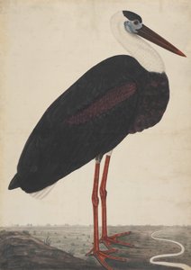Musta haikara maisemassa, n. 1780. tekijältä Unbekannt