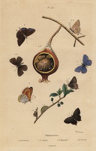 Musta karvaperhonen, Satyrium pruni 1, tavallinen sininen perhonen, Polyommatus icarus 2, purppurareunainen kupari, Lycaena hippothoe 3 ja tavallinen guava sininen, Virachola isocrates 4. Polyommates du prunier, calliopsis, hypothee, isocrate tekijältä Unbekannt
