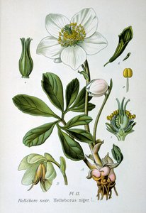 Musta hellebore, 1893 tekijältä Unbekannt