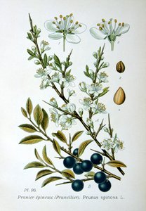 Blackthorn, 1893 tekijältä Unbekannt