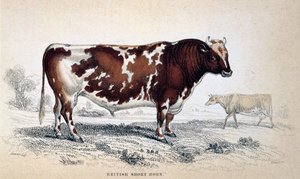 British Short Horn, 1839 tekijältä Unbekannt