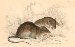 Ruskea rotta Rattus rattus, 1828 tekijältä Unbekannt