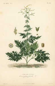 Bugbane tai cohosh, Actaea cimicifuga, Cimicifuga foetida, Cimicaire fetide tekijältä Unbekannt