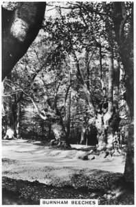 Burnham Beeches, Buckinghamshire, 1937 tekijältä Unbekannt