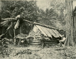 Bush Hut, Dandenong Ranges, Victoria, 1901. tekijältä Unbekannt