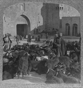 Vuohien ostaminen Damaskuksen portilta, Jerusalem, c1900 tekijältä Unbekannt