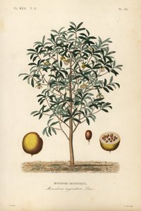 Calabash muskottipähkinä, Monodora myristica, Monodore aromatique tekijältä Unbekannt