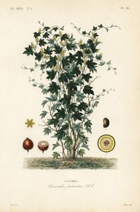 Calumba puu, Jateorhiza columba, Cocculus palmatus, Colombo tekijältä Unbekannt