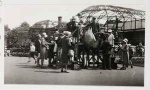 Kameliratsastus, n. 1930 tekijältä Unbekannt