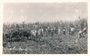 kepin leikkaaminen, c1930 tekijältä Unbekannt