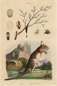 Viinijänis, Lepus capensis 2 ja mannatuhka, Fraxinus ornus tekijältä Unbekannt