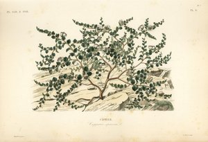 Kaprispensas tai Flinders ruusu, Capparis spinosa, Caprier tekijältä Unbekannt