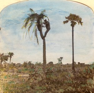 Kapteeni Osman ampuu puusta hihnojen avulla, Intia, 1900-luku tekijältä Unbekannt