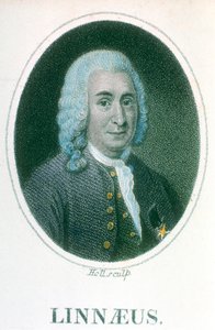 Carolus Linnaeus, 1700-luvun ruotsalainen luonnontieteilijä, 1800-luvun alku tekijältä Unbekannt
