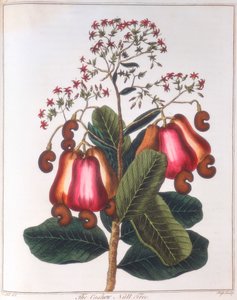 Cashewpähkinä - Anacardium occidentale, c1798 tekijältä Unbekannt