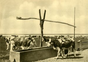 Nautakarja juomassa kaukalolla, Burgenland, Itävalta, c1935. tekijältä Unbekannt