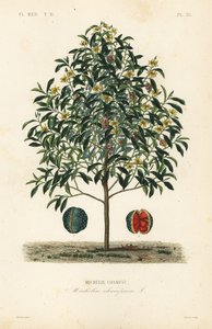 Champakkipuu, Magnolia champaca, Michelia champaca, Michelie champaca tekijältä Unbekannt