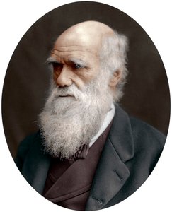 Charles Darwin, brittiläinen luonnontieteilijä, 1878 tekijältä Unbekannt