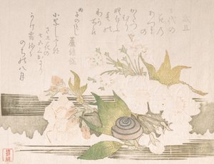 Kirsikankukat ja etana, 1816. tekijältä Unbekannt