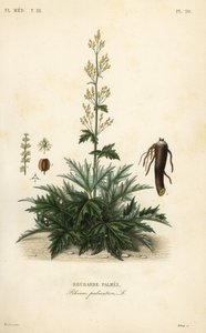 Kiinalainen raparperi tai raparperijuuri, Rheum palmatum, Raparperipalmu tekijältä Unbekannt