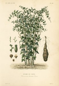 kiinalainen jamssi tai kaneli-viiniköynnös, Dioscorea polystachya, Dioscorea batatas, Igname de Chine tekijältä Unbekannt