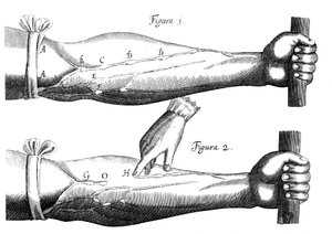 Verenkierto, 1628 tekijältä Unbekannt