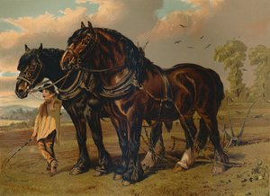 Clydesdale Stallion & Mare, c1879. tekijältä Unbekannt