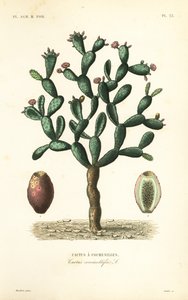 Kokinillikaktus, Nopalea cochenillifera, Opuntia cochenillifera, Cactus cochenillifer, Cactus coccinellifer, Cactus a cochenilles tekijältä Unbekannt