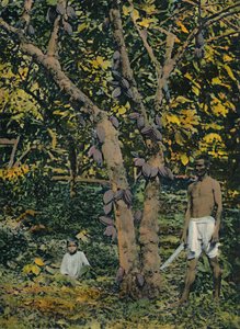 Kaakao täydessä laakerissa, Trinidad ja Tobago, 1914. tekijältä Unbekannt