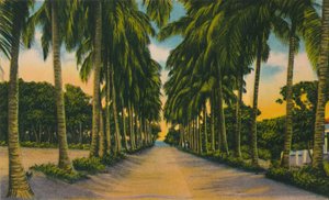 Coconut Avenue, Barranquilla, 1940-luku, tekijältä Unbekannt