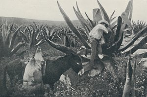 Hunajaveden kerääminen Magueysta, 1916 tekijältä Unbekannt