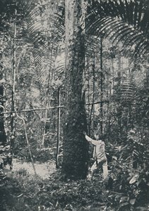 Keräilykumia, 1916 tekijältä Unbekannt