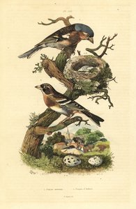 Peippalo, Fringilla coelebs, pesä ja munat ja sipuli, Fringilla montifringilla munien kanssa Pinson commun et pinson d