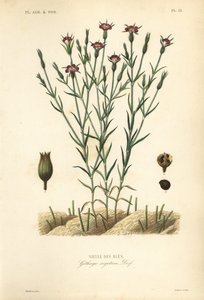 Maissisimpukka, Agrostemma githago, Githago segetum, Nielle des bles, L:n käsinvärinen teräskaiverrus tekijältä Unbekannt