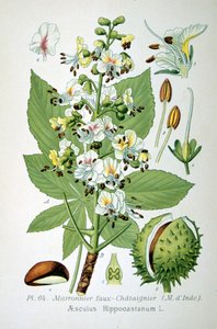 Hevoskastanja, 1893 tekijältä Unbekannt