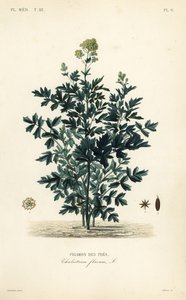 Tavallinen niitty rue, Thalictrum flavum, Pigamon des pres tekijältä Unbekannt
