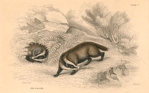 Mäyrä Meles meles, 1828 tekijältä Unbekannt