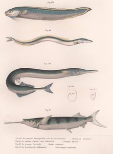 Tavallinen käärmekala. Tavallinen tuulenkala. Tavallinen Hornhecht. Brasilialainen puolinokka, noin 1850-luku tekijältä Unbekannt