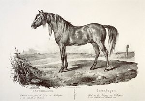 Kööpenhamina, Wellingtonin herttuan hevonen, 1800-luku tekijältä Unbekannt