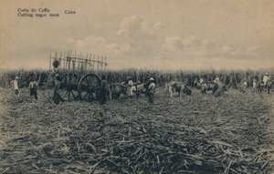 Corte de Cana - Sokeriruo