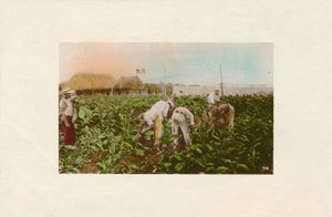 Tupakan sato. - Tobacco Plantation, c1910 tekijältä Unbekannt