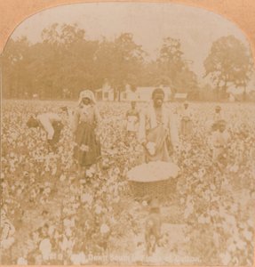 Puuvillan poiminta., c1900 tekijältä Unbekannt