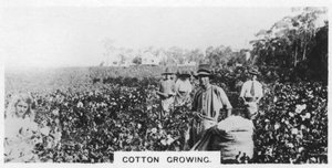 Puuvillan poiminta, Australia, 1928 tekijältä Unbekannt