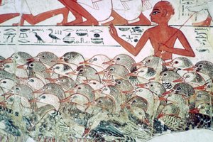 Hanhien laskeminen: katkelma seinämaalauksesta Nebamunin haudasta, Thebes, Egypti, n. 1350 eaa. tekijältä Unbekannt