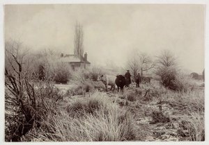 "Lehmät pakkasella", versio 1890 tekijältä Unbekannt