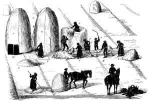 Viljelykierto: ruisruohon puinti siemeniä varten, 1855 tekijältä Unbekannt